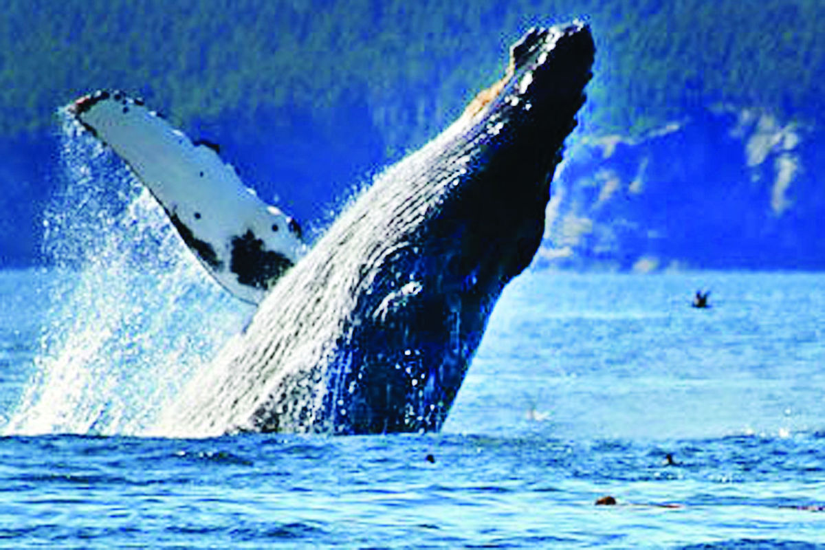 Whale Watch Week – Explore Manzanita!